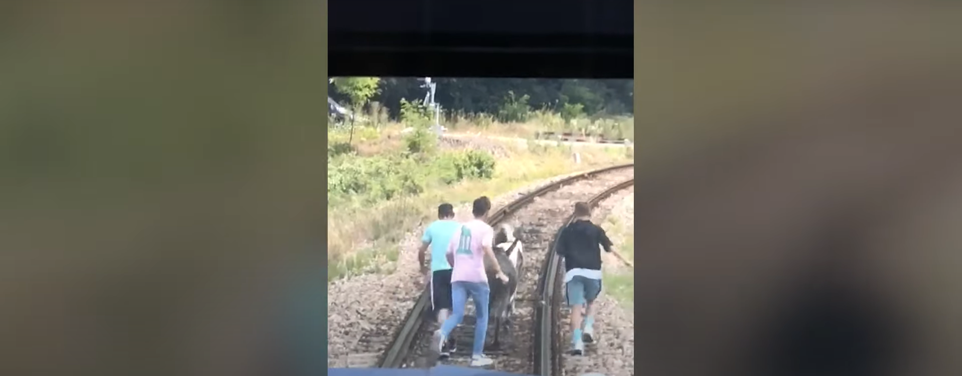 Un măgar și doi ponei au oprit trenul Oradea - Cluj. Pasagerii au coborât să-i alunge de pe șine