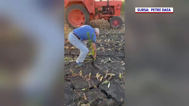 Agricultorii își toacă recoltele arse de secetă ca să le dea animalelor, ca furaje. Ce a făcut Daea pe un câmp din Arad