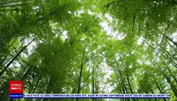 Horoscop 17 iulie 2022, cu Neti Sandu. Zodia pentru care bat clopotele de nuntă