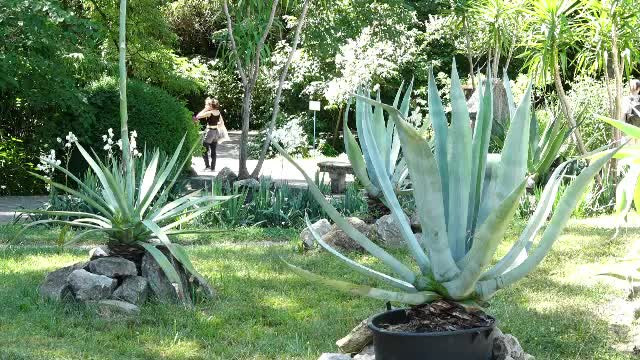 Eveniment rar la Grădina Botanică din Cluj-Napoca. Planta originară din America Centrală care a înflorit în plină caniculă