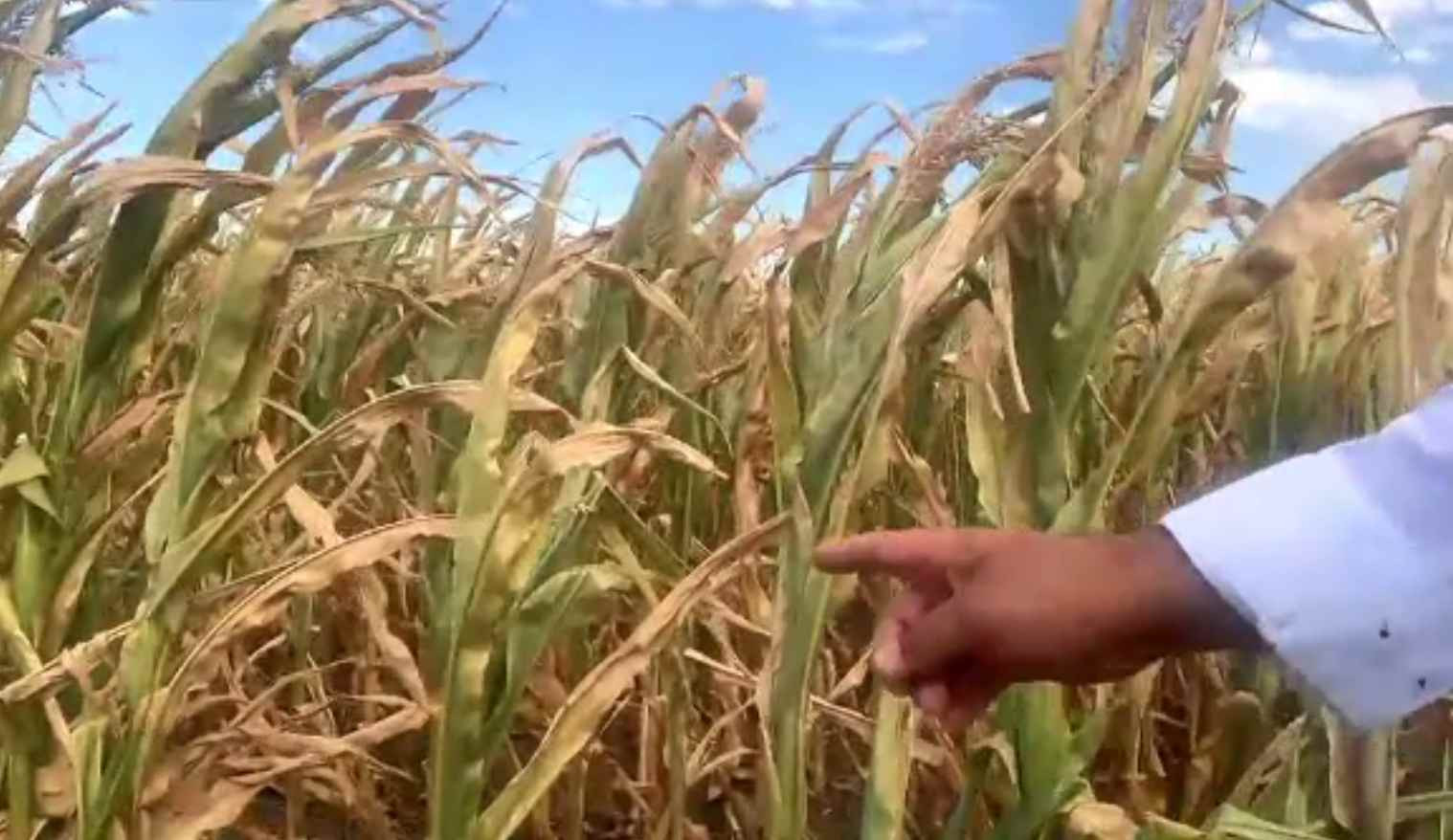 Ajutoare de stat pentru culturile afectate de secetă. Măsura ar putea fi implementată la rectificarea bugetară