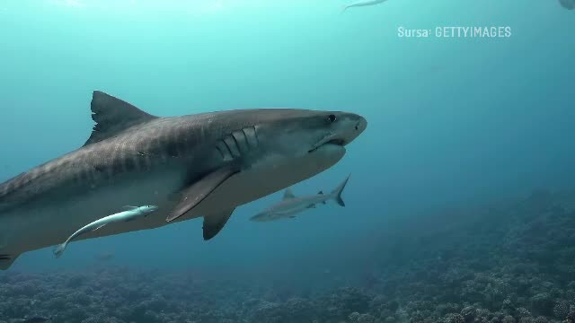 Care sunt speciile de rechin din locațiile frecventate de turiștii români. Măsurile elementare de siguranță în apă