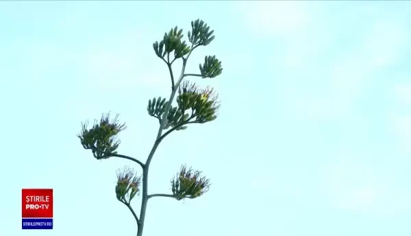 Eveniment rar la Grădina Botanică din Cluj-Napoca. Planta originară din America Centrală care a înflorit în plină caniculă