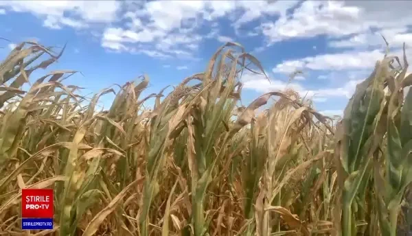 Ajutoare de stat pentru culturile afectate de secetă. Măsura ar putea fi implementată la rectificarea bugetară