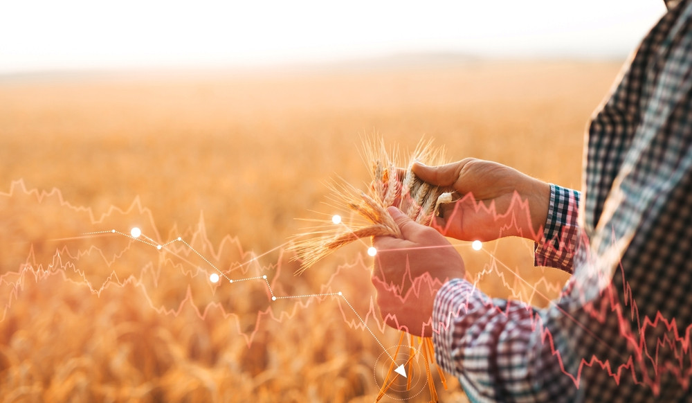 Un nou ajutor de stat pentru fabricile de morărit și de ulei. Suma este colosală