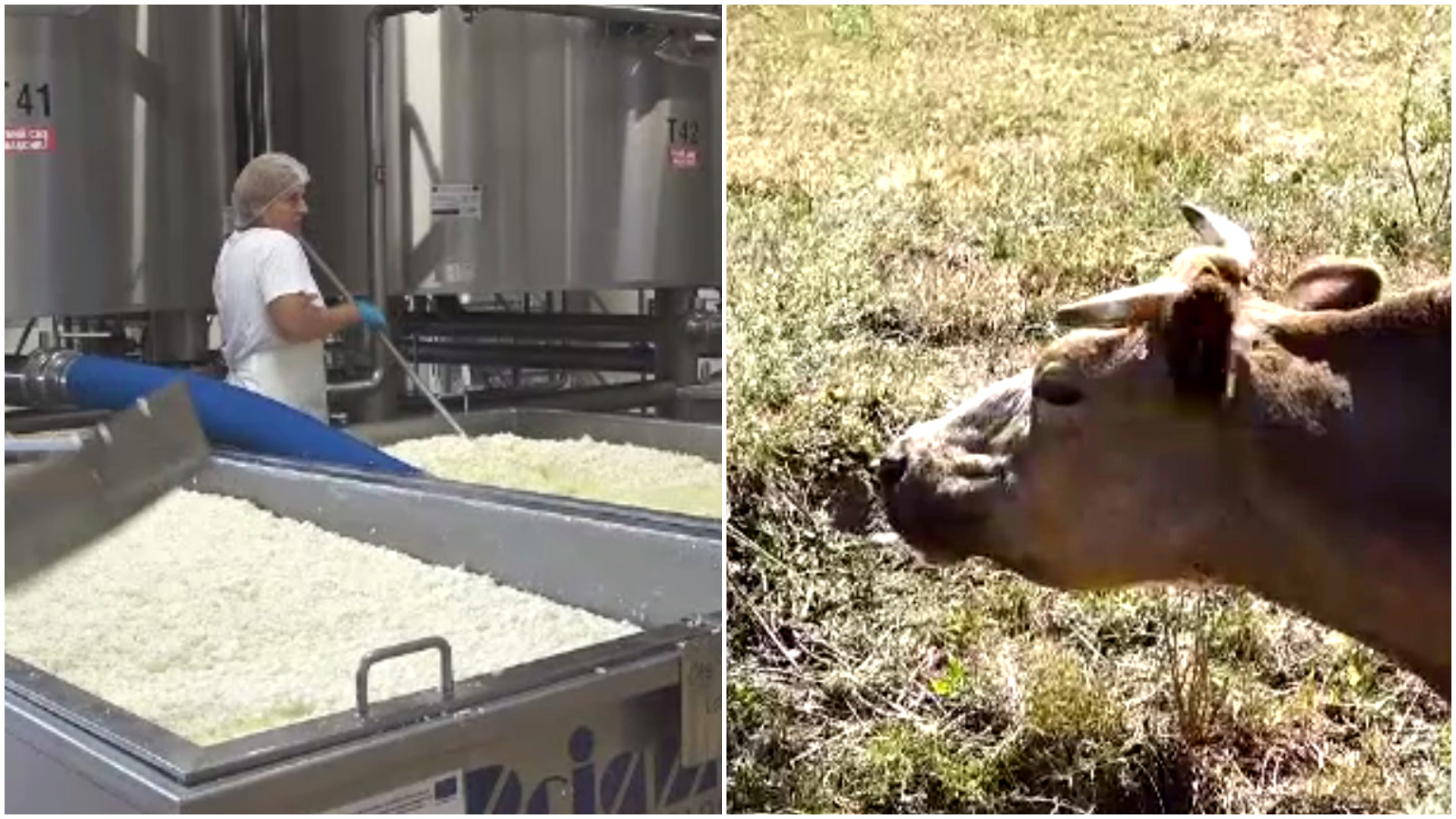 Producția de lapte, tot mai afectată de secetă. Telemeaua și cașul au ajuns să coste mai mult decât carnea