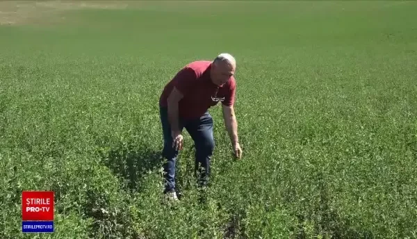 Producția de lapte, tot mai afectată de secetă. Telemeaua și cașul au ajuns să coste mai mult decât carnea