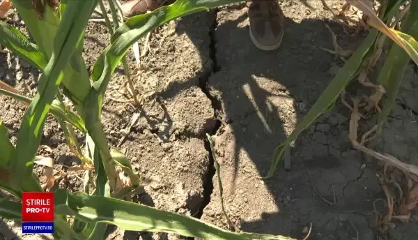 Exporturile României de porumb vor scădea din cauza secetei