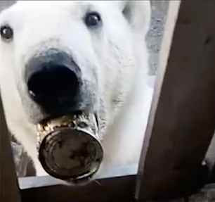 Un urs polar cu o cutie de conserve blocată în gură a cerut ajutorul oamenilor, în Siberia. Ce a urmat |VIDEO