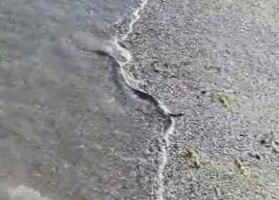 Șarpe filmat pe plaja din Saturn. Reptila a ieșit din mare și s-a târât pe nisip |VIDEO