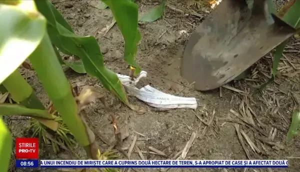 Fermierii din SUA au găsit o nouă întrebuințare pentru lenjeria intimă. De ce o îngroapă în pământ