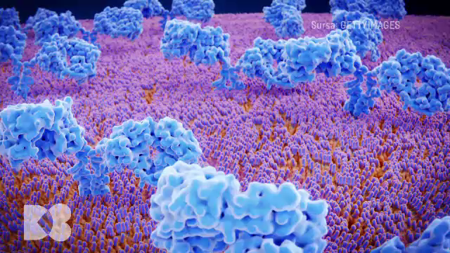 Anticorpii numiți „imunoglobuline A” reprezintă prima linie de apărare imunitară. În ce îi găsim