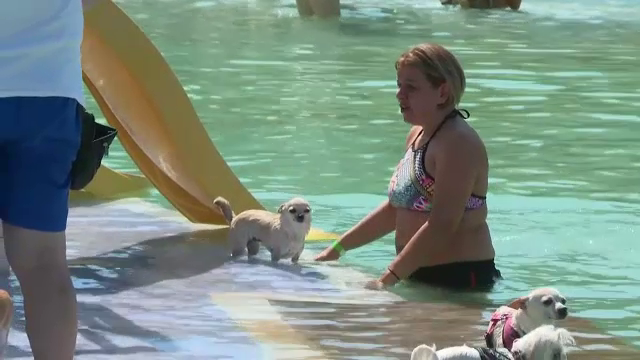 Parc acvatic pentru câini, în Spania. ”Toți ne simțim bine aici”