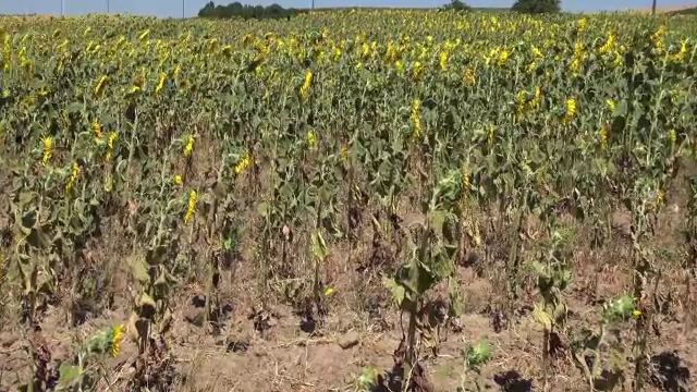 Fermierii cer Guvernului să declare stare de calamitate. Seceta a distrus culturile de cereale