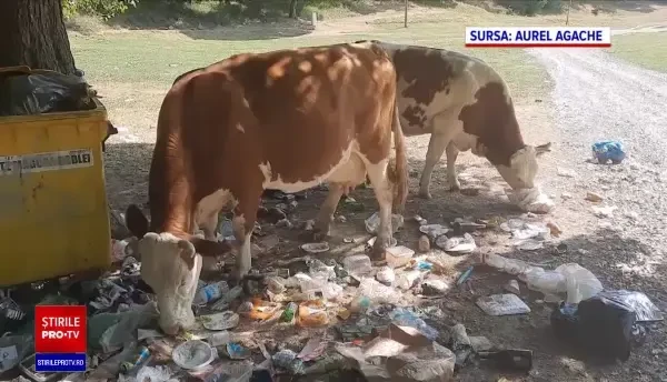 Vaci filmate când mănâncă cu poftă din conteinerul de gunoi. „Substanțele ingerate se pot găsi în lapte”