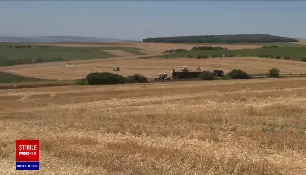 Fermierii cer Guvernului să declare stare de calamitate. Seceta a distrus culturile de cereale
