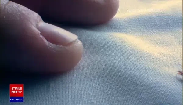 Ploșnițele invadează locuințele românilor. Sunt greu de eliminat: „Pot sta nemâncate, ascunse, până la 6 luni”