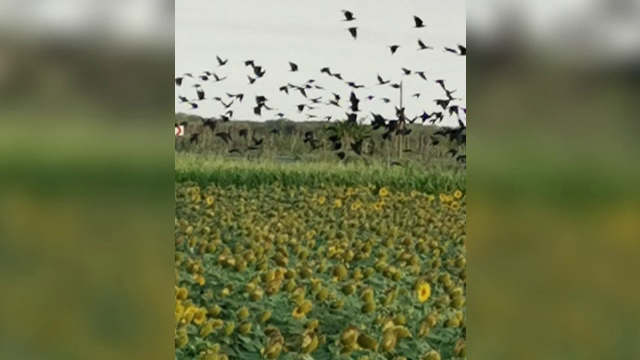 Seceta și ciorile afectează culturile fermierilor. Câmpurile de floarea soarelui sunt distruse în Brăila