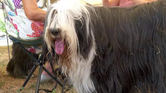 Cel mai mare concurs canin de anul acesta are loc la Bistrița. Căldura, greu de suportat de patrupezi