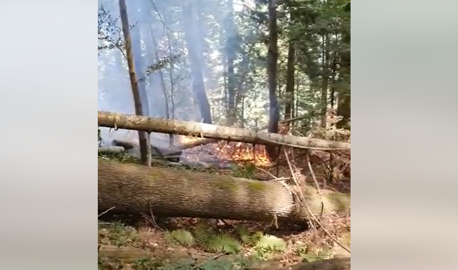 VIDEO Incendiu la Piatra Arsă, în pădurea dintre Sinaia și Bușteni