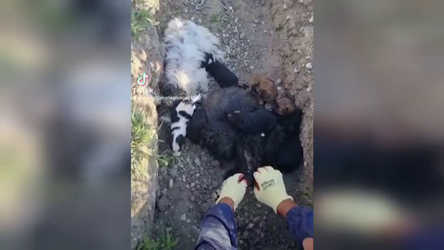 Un bărbat este căutat de poliție după ce a abandonat patru cățelușe cu 12 pui. Individul le-a legat picioarele cu sârmă