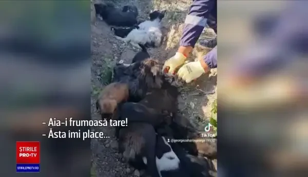 Un bărbat este căutat de poliție după ce a abandonat patru cățelușe cu 12 pui. Individul le-a legat picioarele cu sârmă