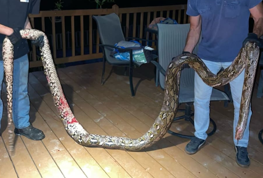 Cum a salvat poliția un tânăr care era sugrumat de șarpele său de 4 metri. „A fost o situație de viață și de moarte”