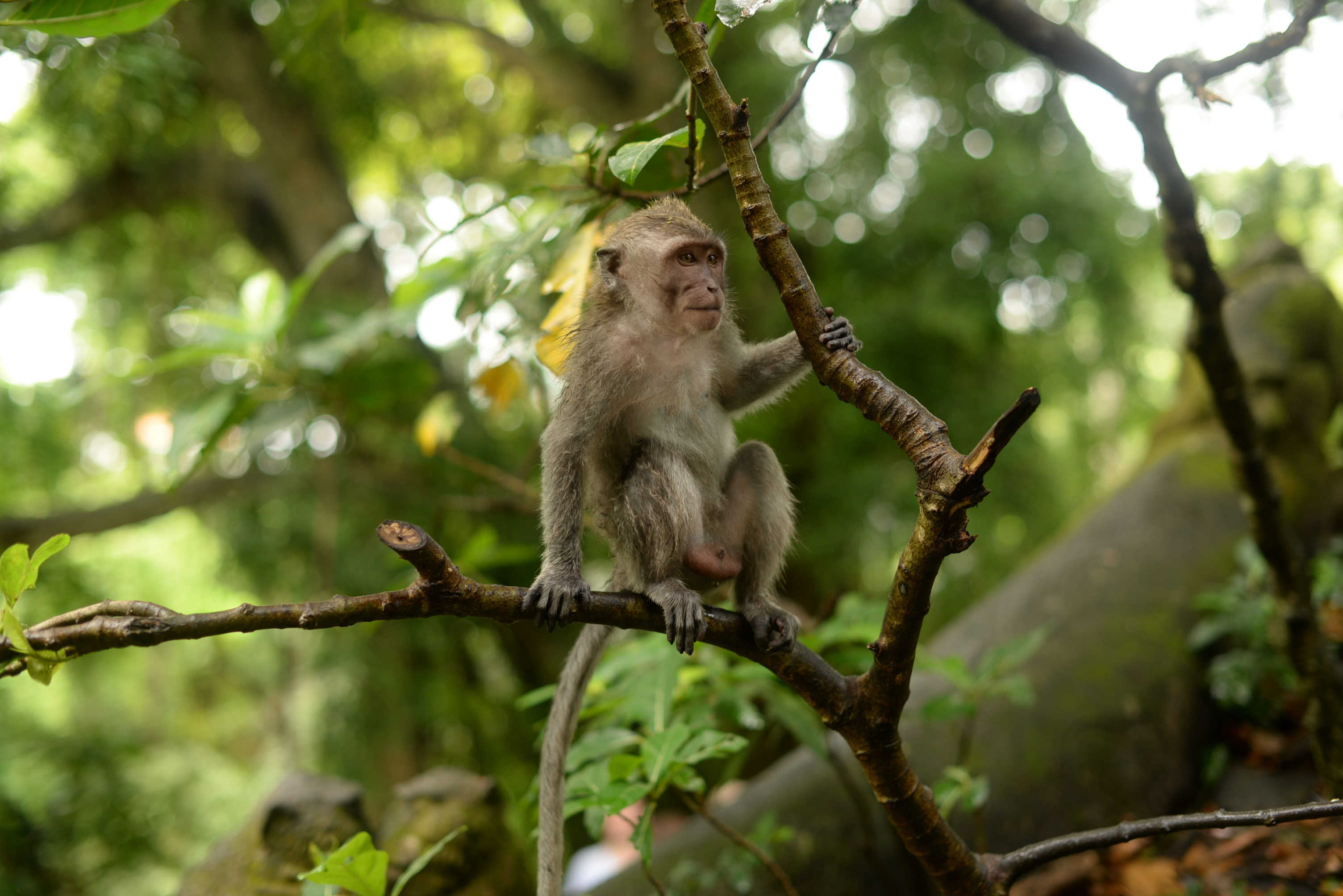 Zeci de oameni au fost atacați de macaci, în Japonia: Am văzut o maimuţă căţărându-se pe copilul meu. VIDEO