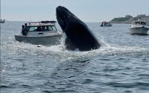 Momentul în care o balenă lovește în plin o barcă: "A fost o nebunie". VIDEO