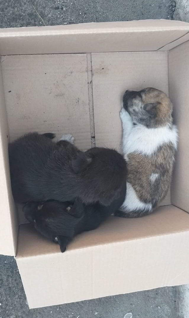 Amendă uriașă pentru un bărbat care a abandonat şapte căţei mici pe o stradă din Buzău