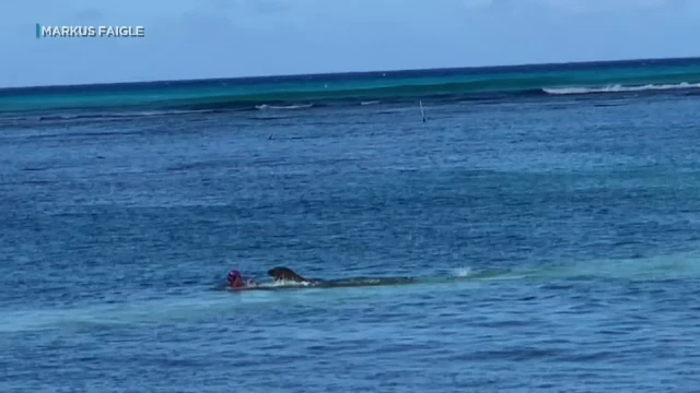 O femeie a fost atacată de o focă însoțită de pui. A fost dusă la spital cu răni pe față și brațe