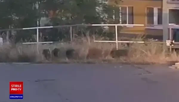 30 de mistreți, la plimbare prin centrul Bratislavei. Mai mulți localnici i-au filmat de la balcon