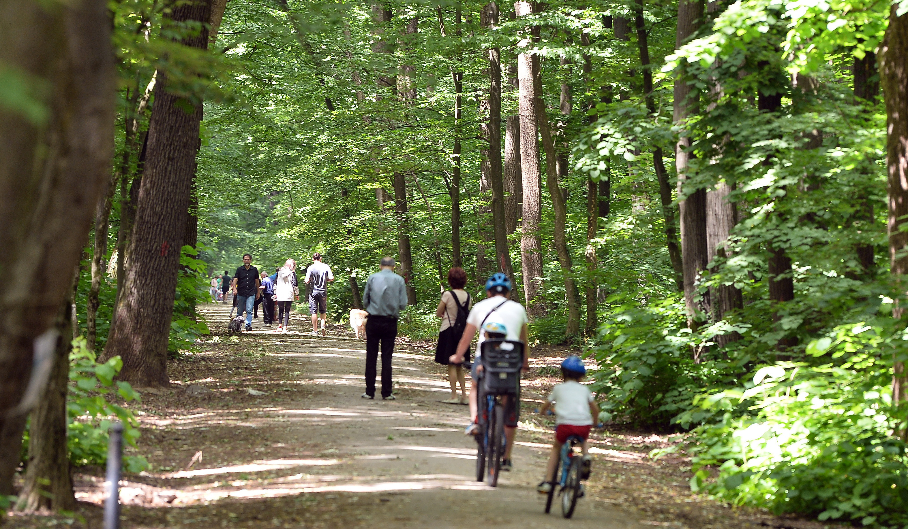 Ministrul Mediului: Pădurea Băneasa trebuie să fie toată trecută ca arie naturală protejată. Voi începe demersurile
