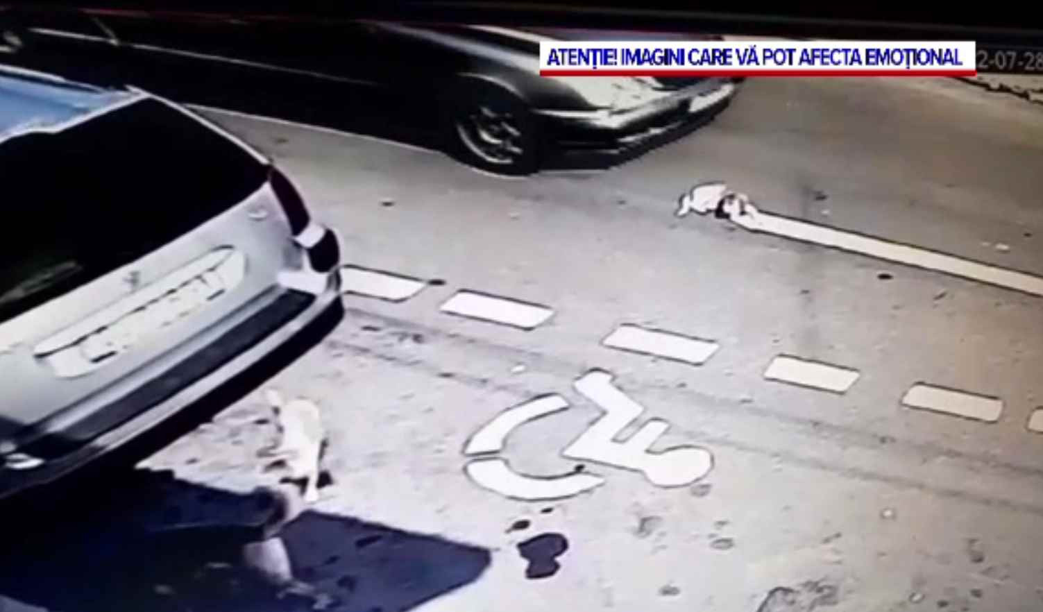 Cățelușă călcată intenționat de un șofer de pompe funebre. Un tânăr a salvat-o și a adoptat-o pe loc