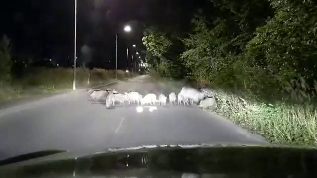 Pe străzile din București au apărut mistreți. Explicațiile specialiștilor