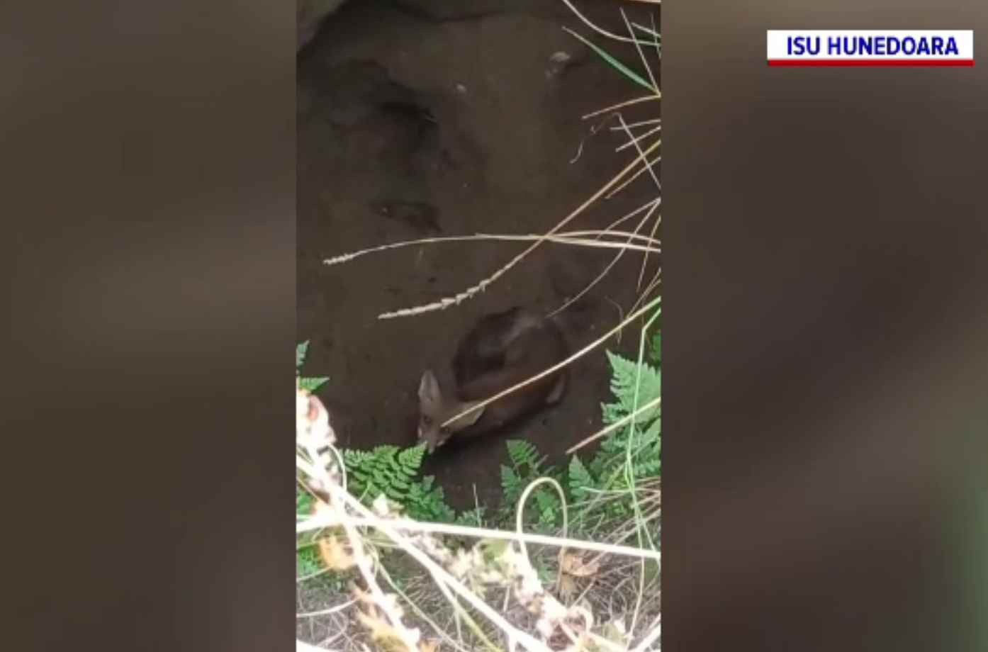 O vulpe căzută în fântână, salvată de pompieri la Orăștie
