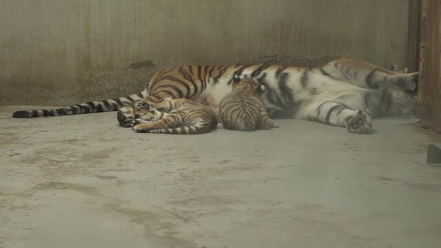 Premieră în România. Doi pui de tigru siberian s-au născut la Grădina Zoologică din Oradea