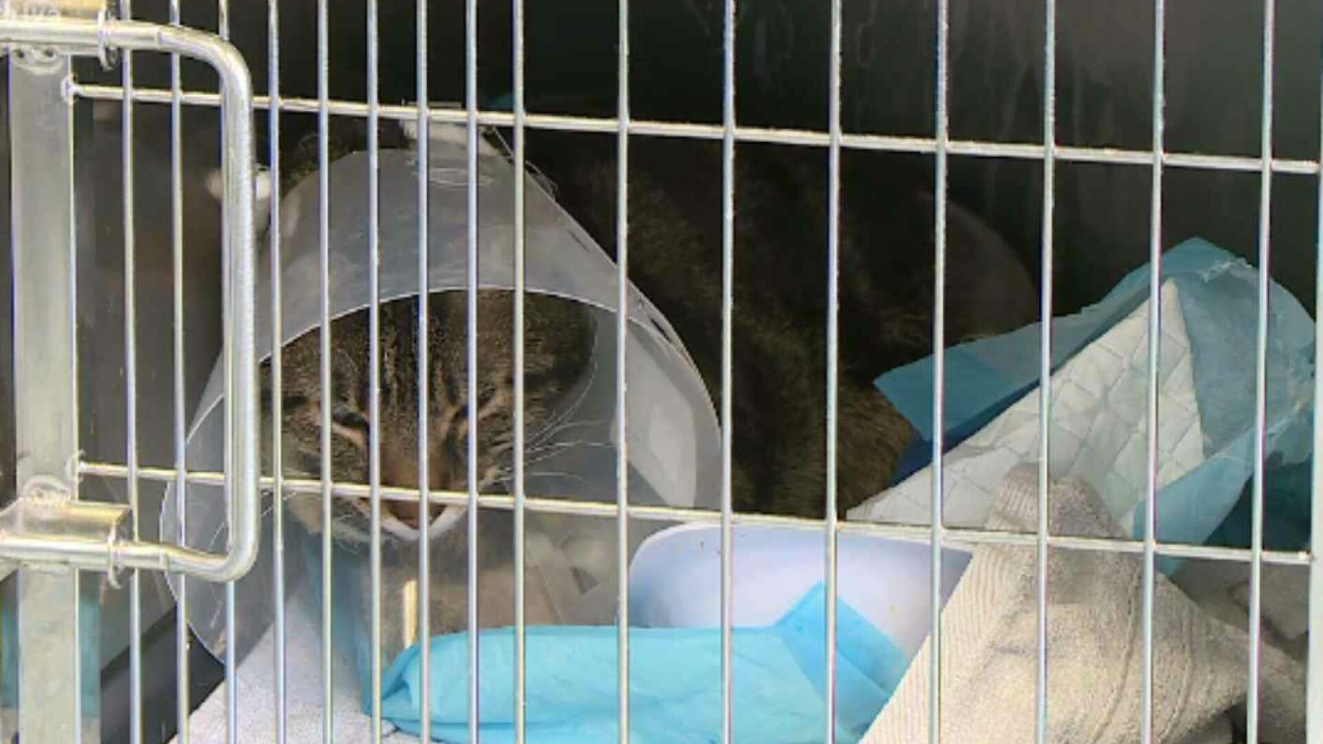 Maraton de sterilizări gratuite pentru câini și pisici, la Suceava. Inițiativa se adresează persoanelor cu venituri reduse