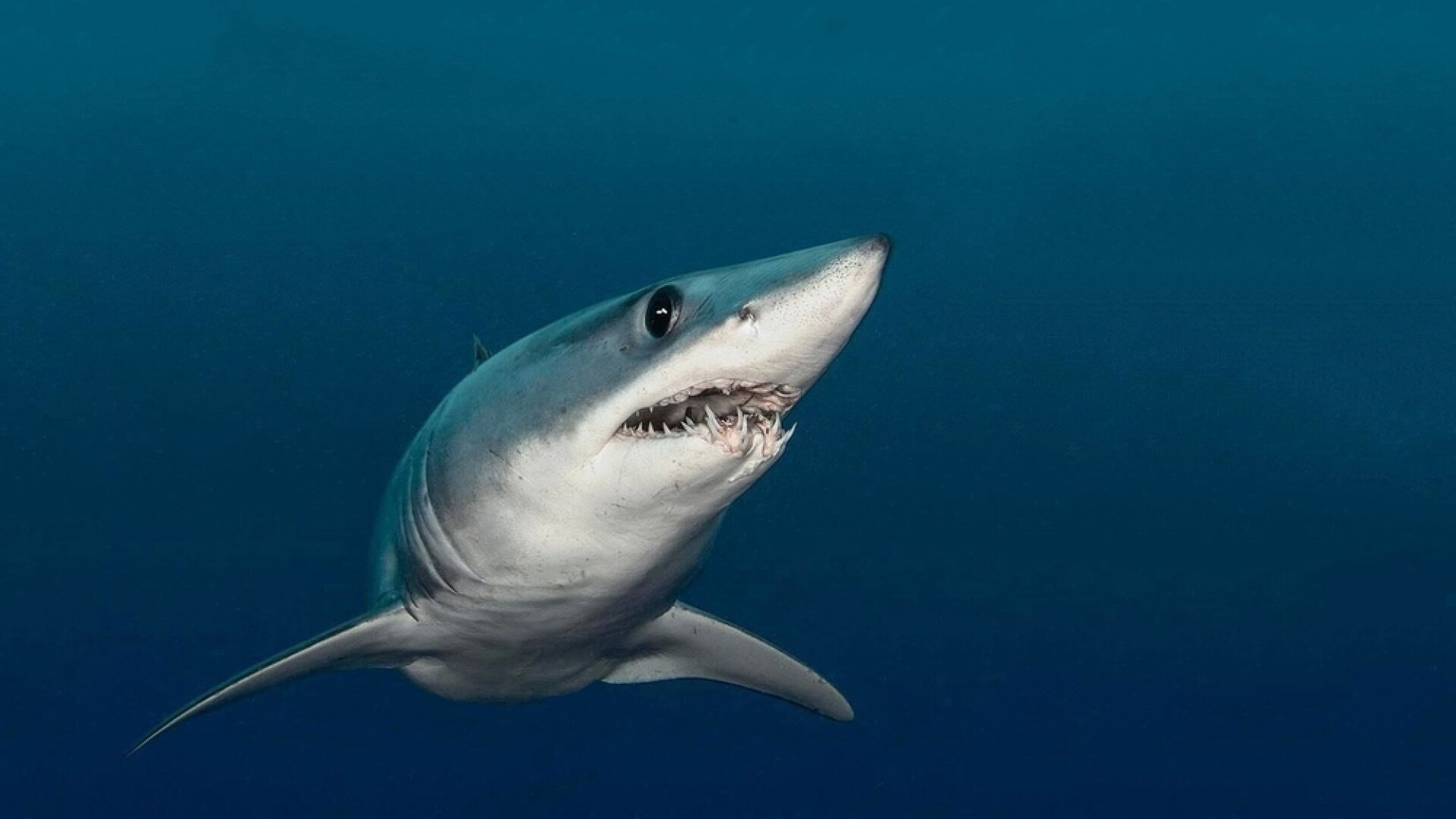 O femeie a fost mușcată de picior de un rechin, în timp ce înota pe coasta Marii Britanii