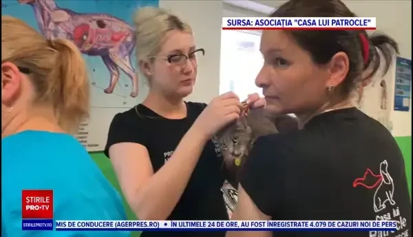 Maraton de sterilizări gratuite pentru câini și pisici, la Suceava. Inițiativa se adresează persoanelor cu venituri reduse