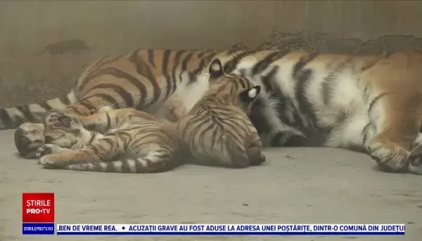 Premieră în România. Doi pui de tigru siberian s-au născut la Grădina Zoologică din Oradea