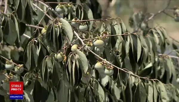 Culturile de plante exotice ”înfloresc” în România pe timp de secetă