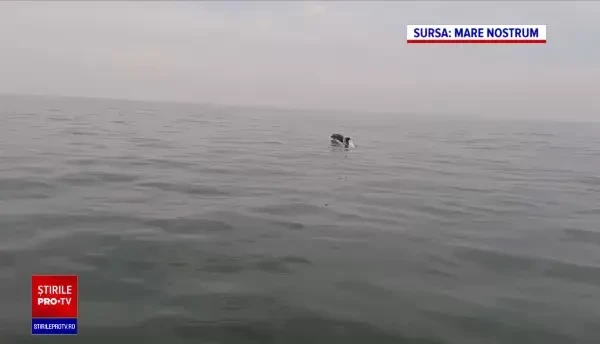Avertismentul specialiștilor: Marea Neagră pierde din ce în ce mai mulți delfini, din cauza operațiunilor militare