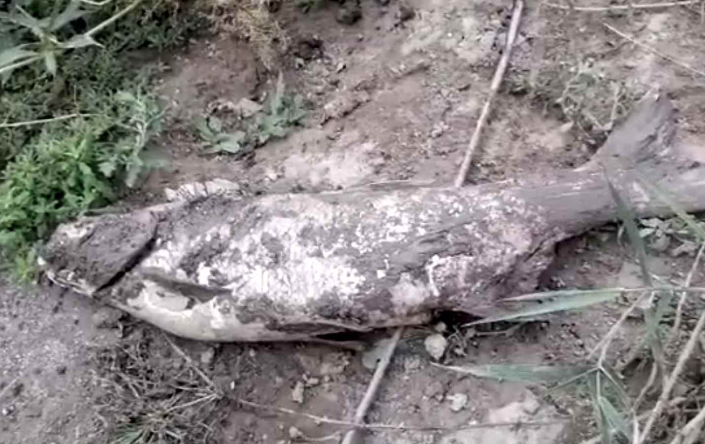 Sute de kilograme de pești morți, pe râul Olt. Garda de Mediu verifică ipoteza unor deversări ilegale de substanțe toxice