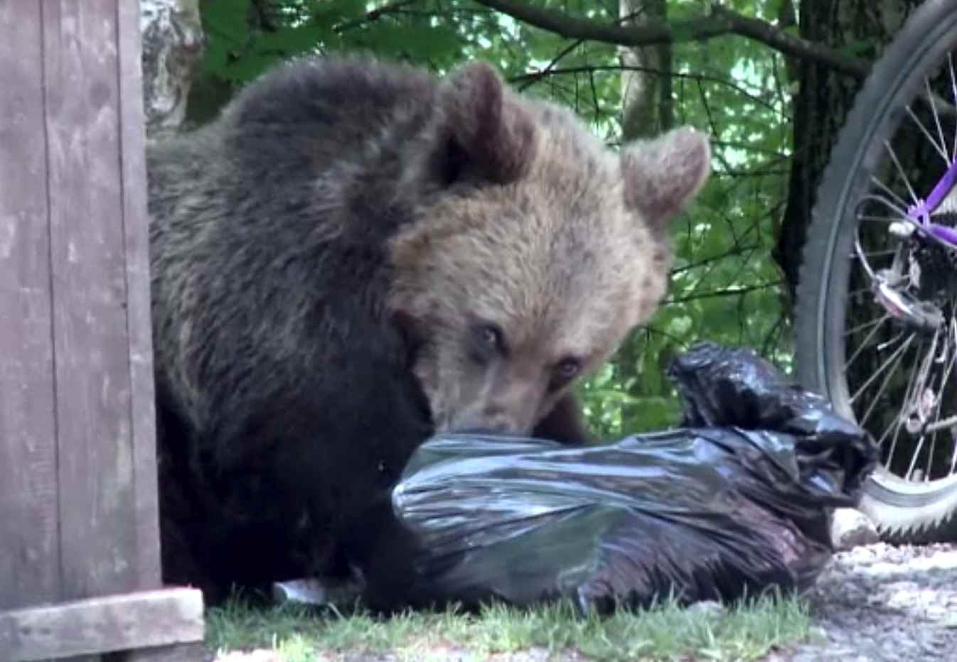 Despăgubiri de 240.000 de euro pentru familia unui român ucis de urs. Atacul s-a produs în Mureș