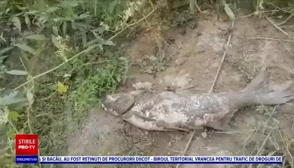 Sute de kilograme de pești morți, pe râul Olt, în Brașov. Localnicii cred că s-au deversat substanțe toxice