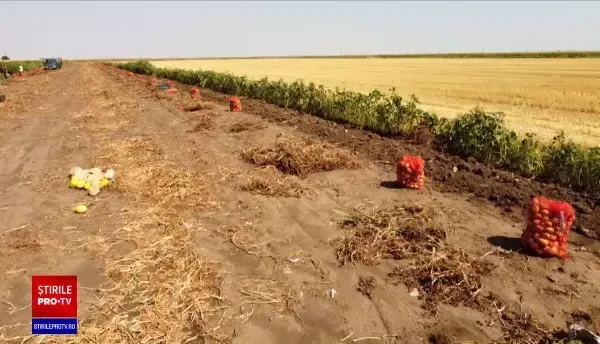 De ce nu cultivă fermierii mai mulți cartofi, deși statul le-a promis ajutor de 200 de euro la hectar