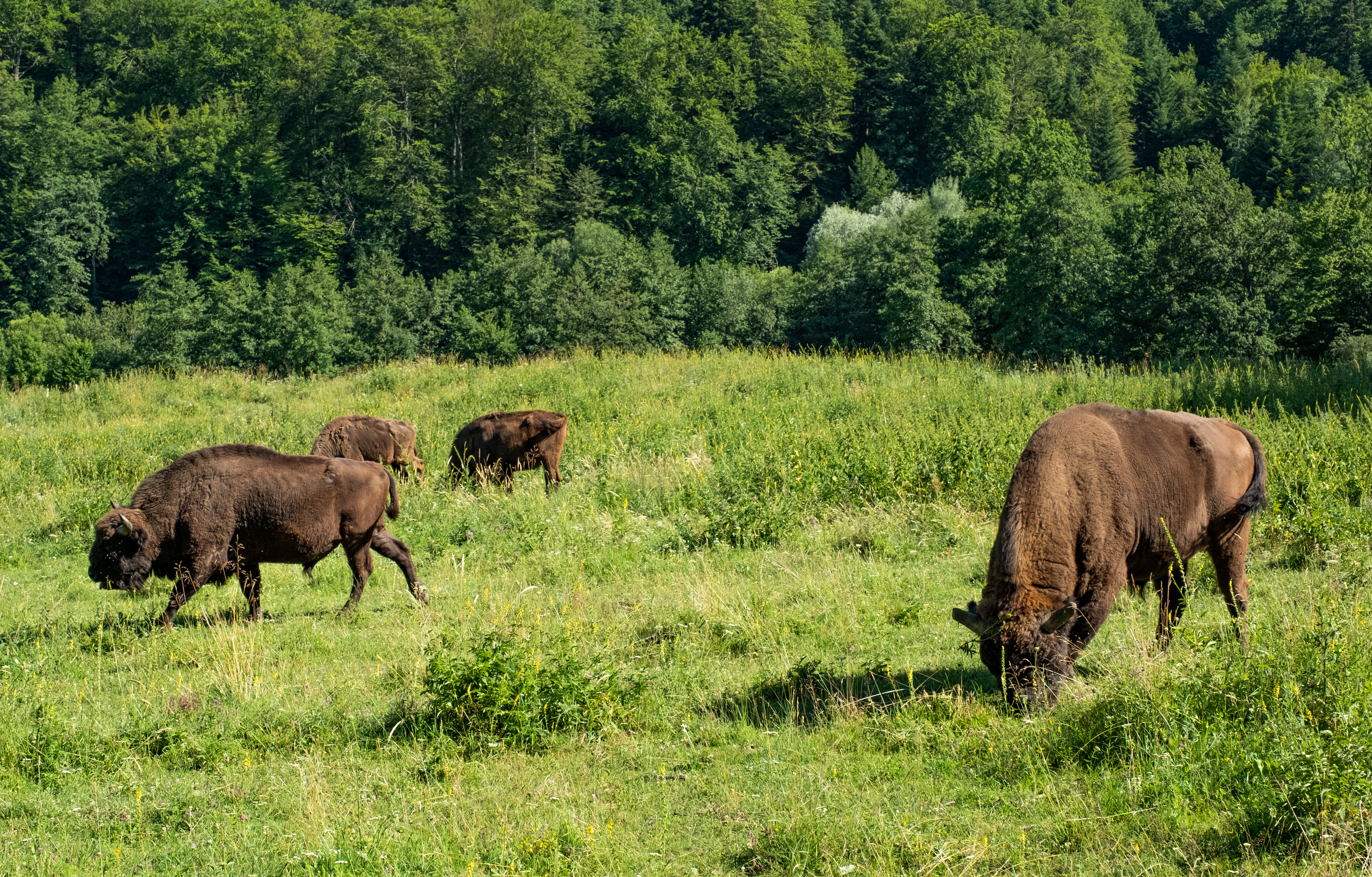Incident rar în județul Caraș-Severin. Mai mulți zimbri au năvălit în gospodăriile oamenilor
