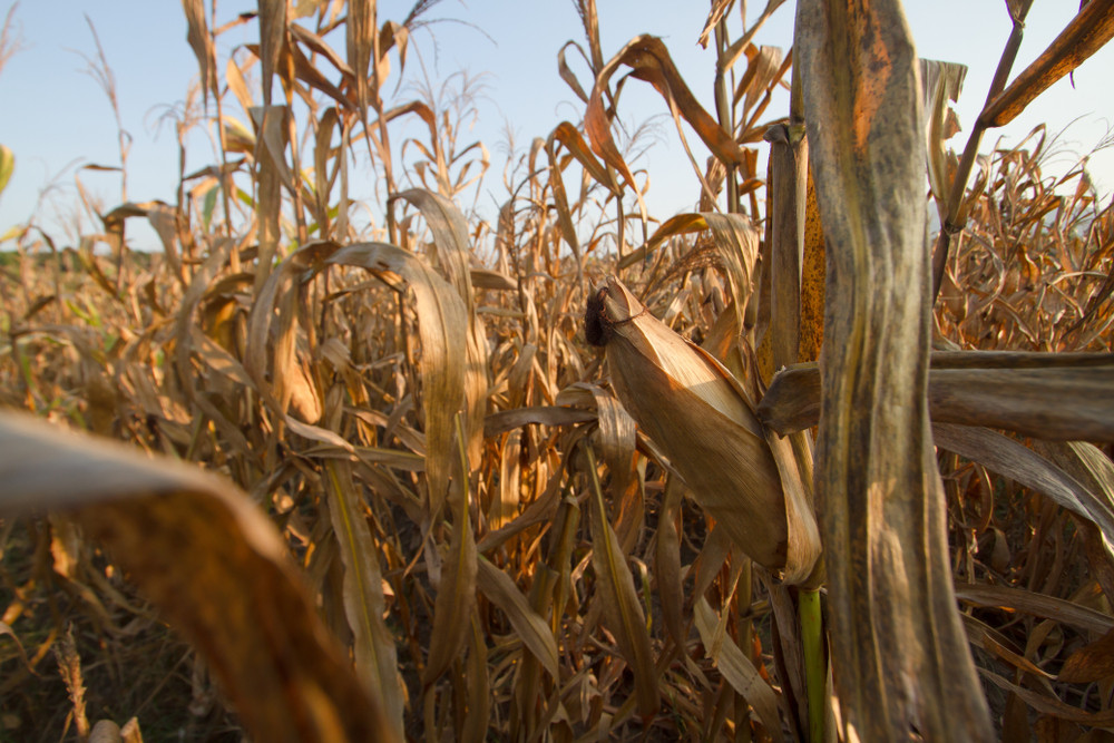 Petre Daea: România va consemna în 2022 cea mai mică producţie de porumb din ultimii 15 ani