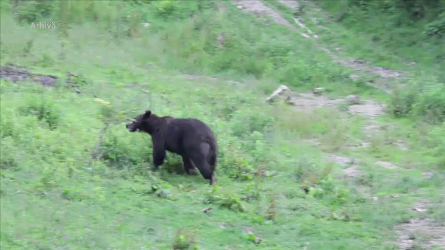 O anchetă a fost pornită în Slănic Moldova, după ce autoritățile au ucis un urs pe loc în timp ce îl sedau pe altul